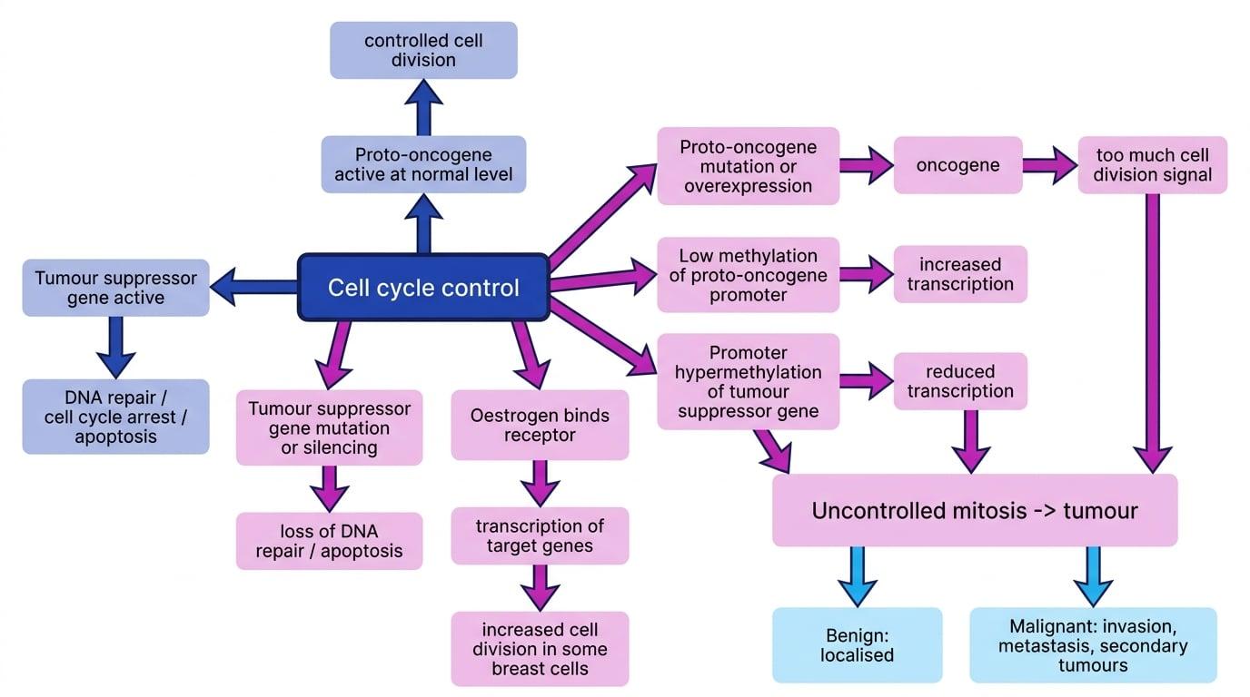 Flowchart showing how oncogene activation, tumour suppressor loss, methylation changes and oestrogen signalling can lead from normal cell cycle control to benign or malignant tumours