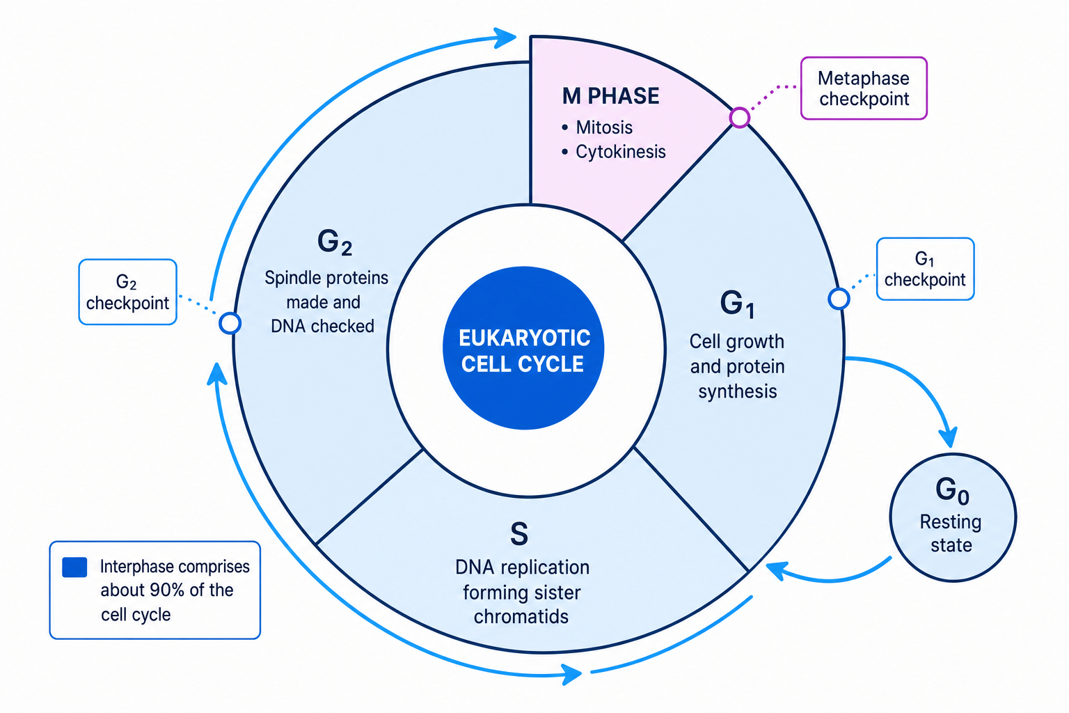 Circular cell cycle diagram showing G1, S, G2, M phase, checkpoints, and a branch to G0 resting state