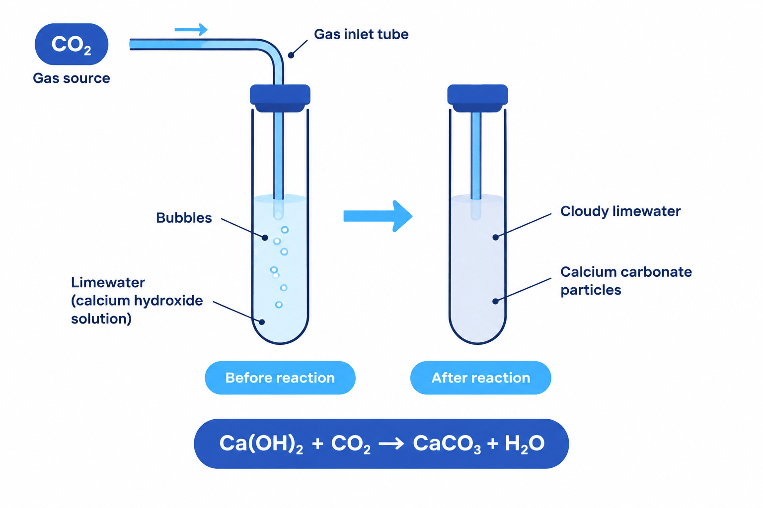Laboratory test for carbon dioxide showing gas bubbling through clear limewater and cloudy limewater containing calcium carbonate particles