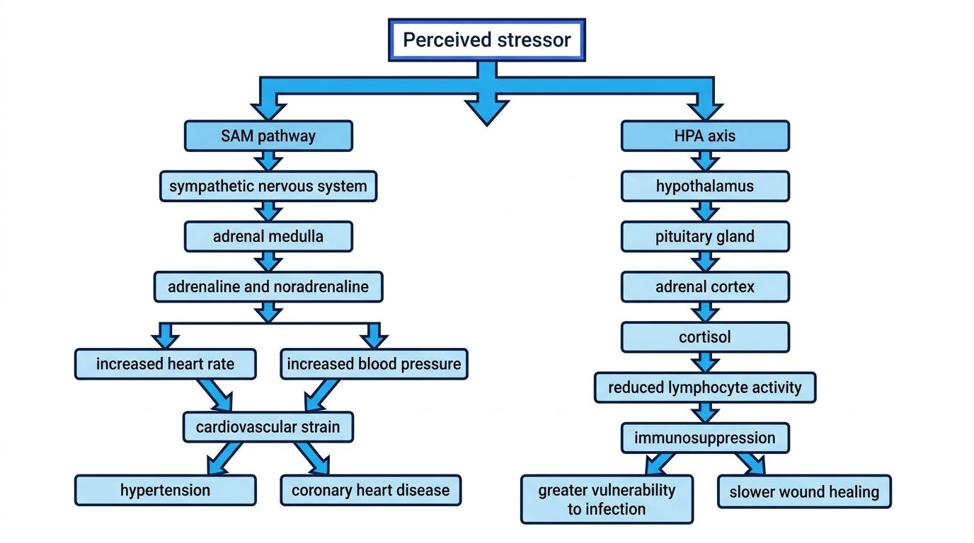 Flowchart showing a perceived stressor splitting into the SAM pathway leading to cardiovascular strain and the HPA axis leading to immunosuppression