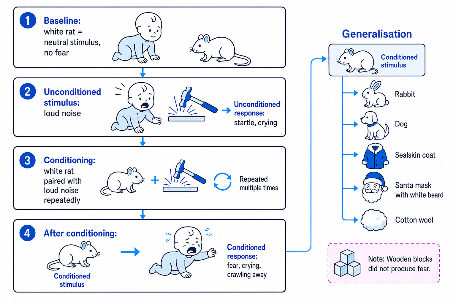 Flowchart of Little Albert classical conditioning showing baseline white rat as neutral stimulus, loud noise as unconditioned stimulus, repeated pairings, rat alone causing fear, and generalisation to other furry objects