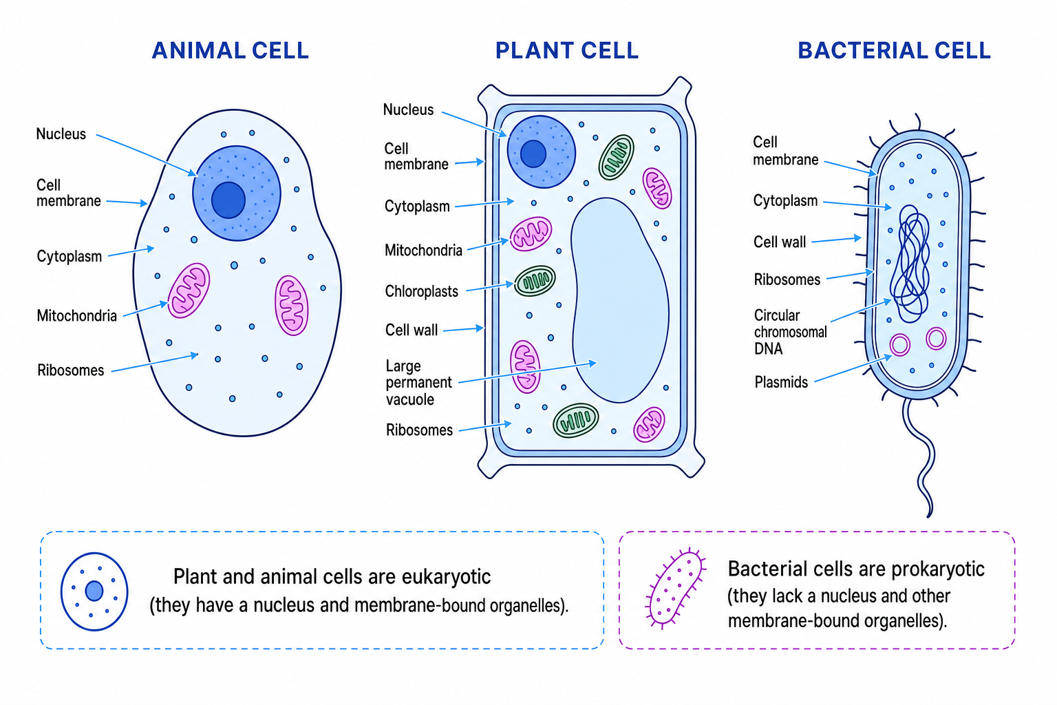 Comparison of animal, plant and bacterial cells with key structures labelled