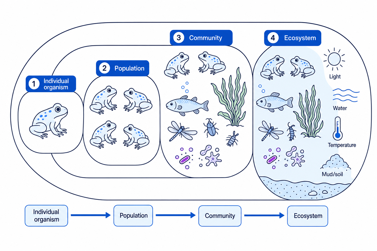 Pond ecosystem organisation diagram showing one frog as an individual organism, several frogs as a population, different species together as a community, and the community plus water, light, temperature and mud as the ecosystem