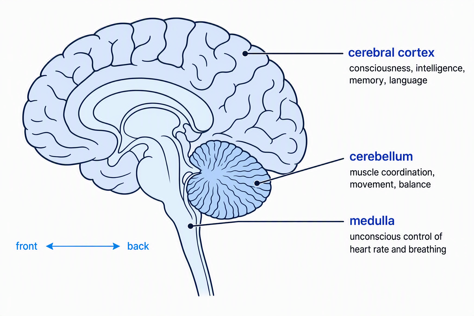 Side-view brain diagram showing the cerebral cortex, cerebellum and medulla with their functions