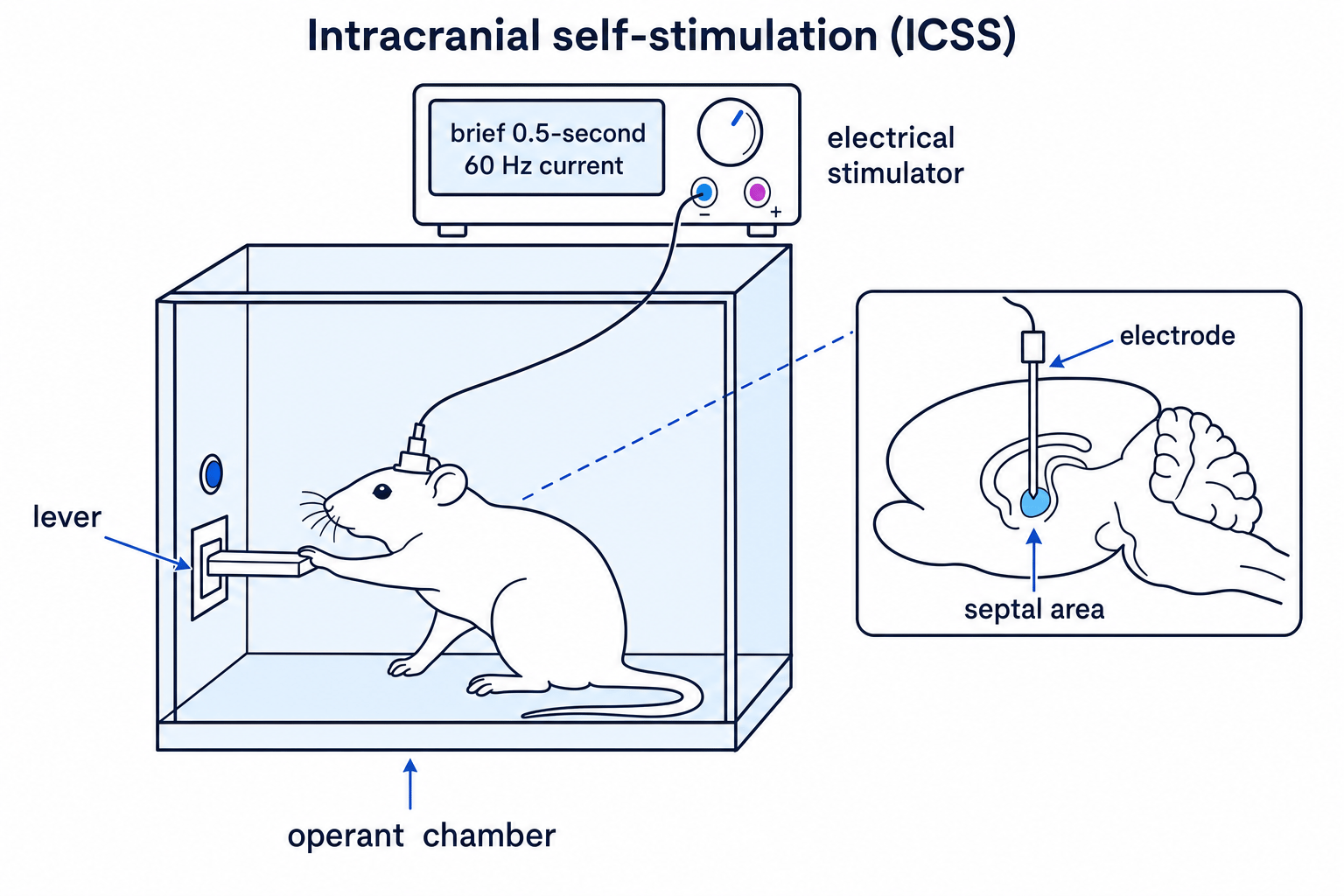 Rat in an operant chamber pressing a lever, connected by electrode to an electrical stimulator, with an inset showing the septal area target in the brain