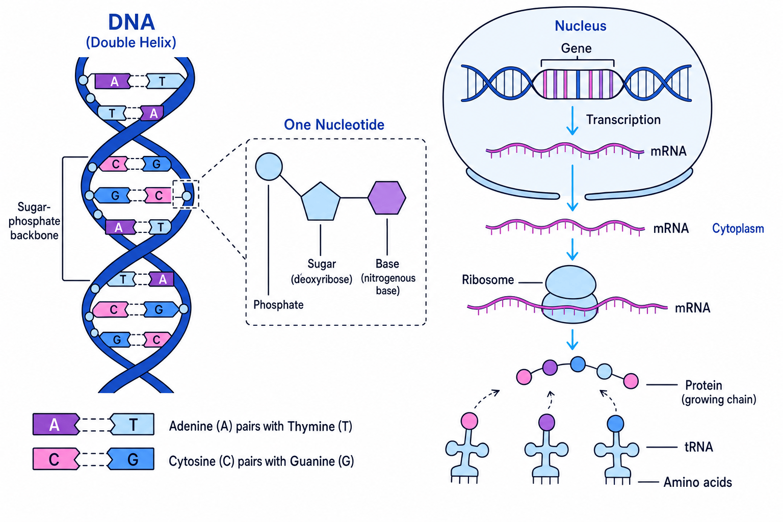 Labelled DNA double helix with nucleotide structure and flow from gene to transcription, mRNA, ribosome, tRNA, and protein