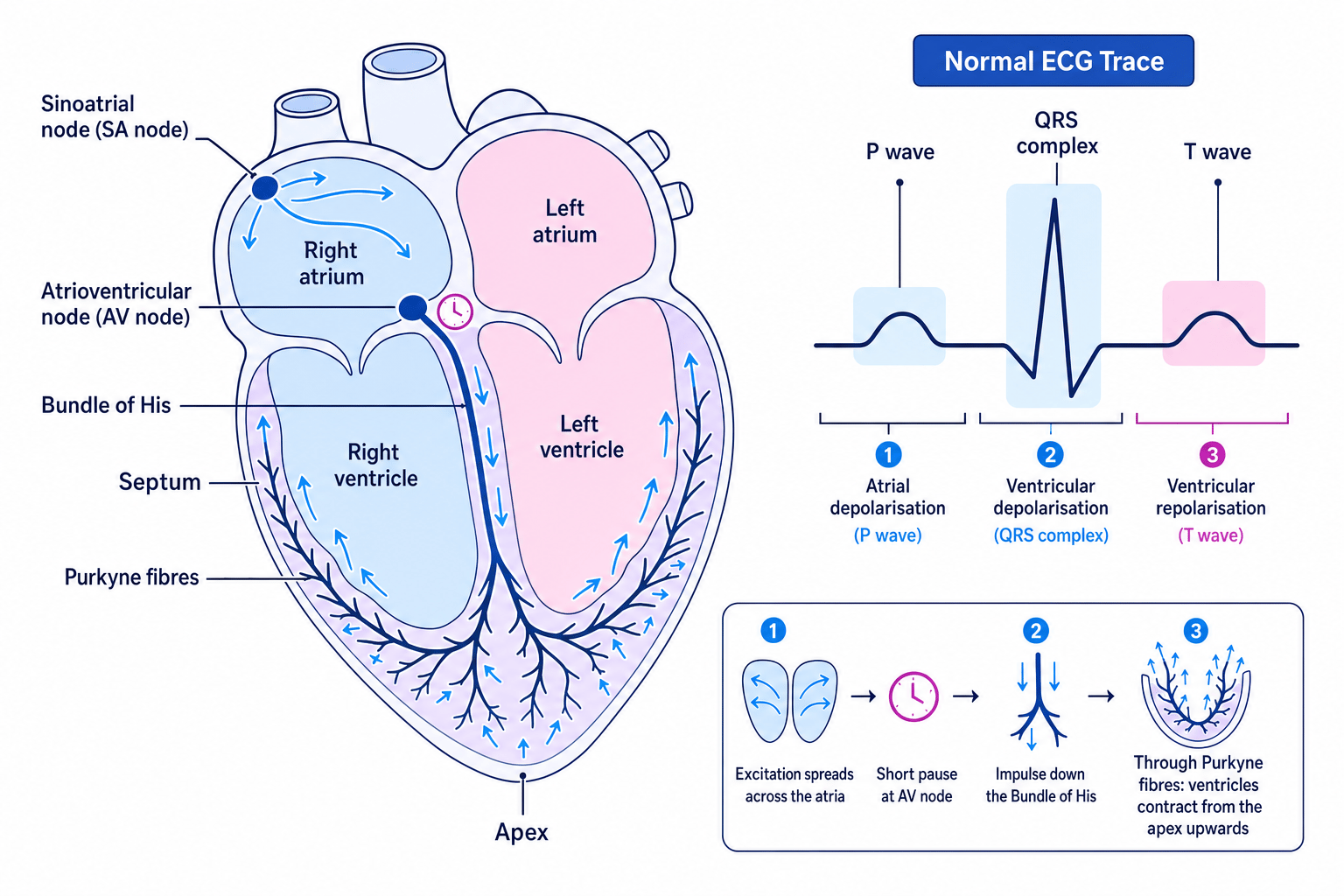 Heart conduction pathway with SAN, AVN, Bundle of His, Purkyne fibres, apex, and matching P wave, QRS complex, and T wave on a normal ECG