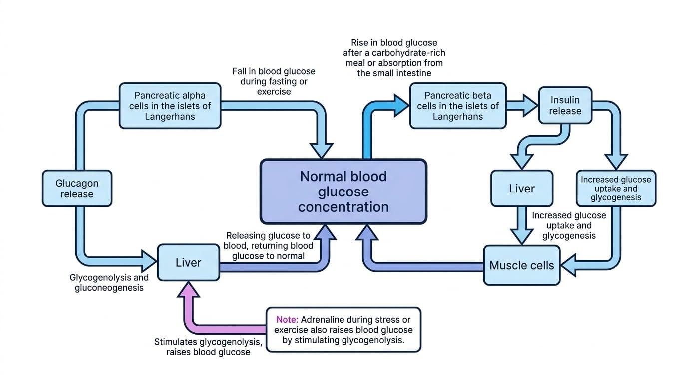 Negative feedback flowchart showing insulin lowering high blood glucose and glucagon raising low blood glucose