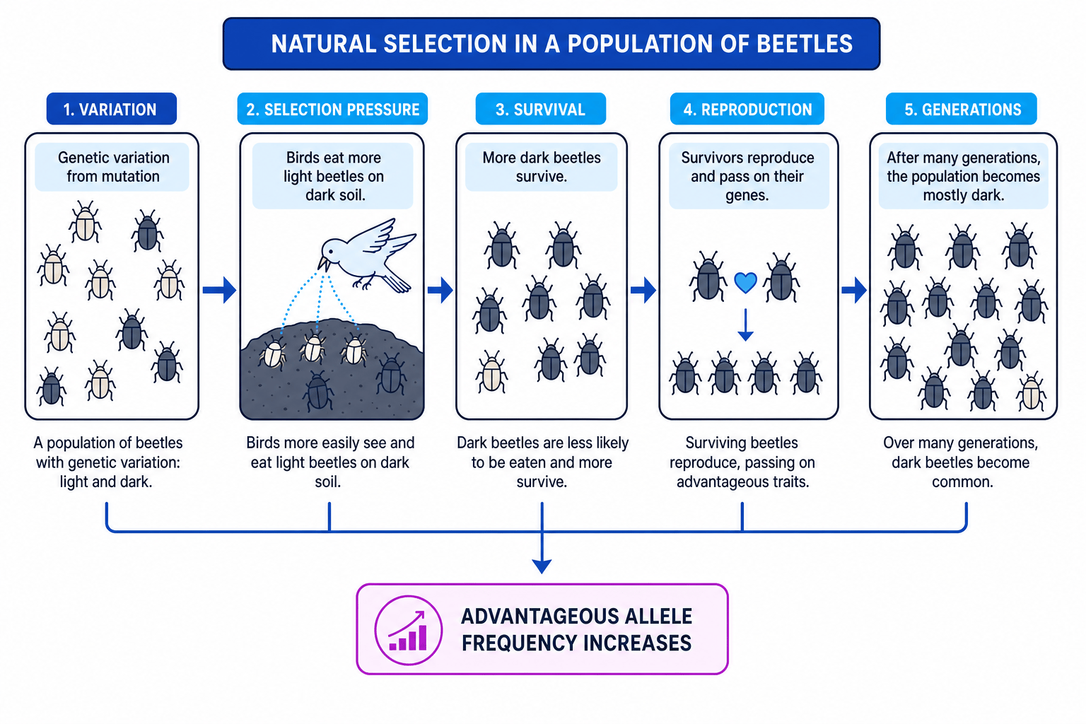 Flowchart of natural selection in beetles showing variation, selection pressure, survival, reproduction, and a population becoming mostly dark over generations