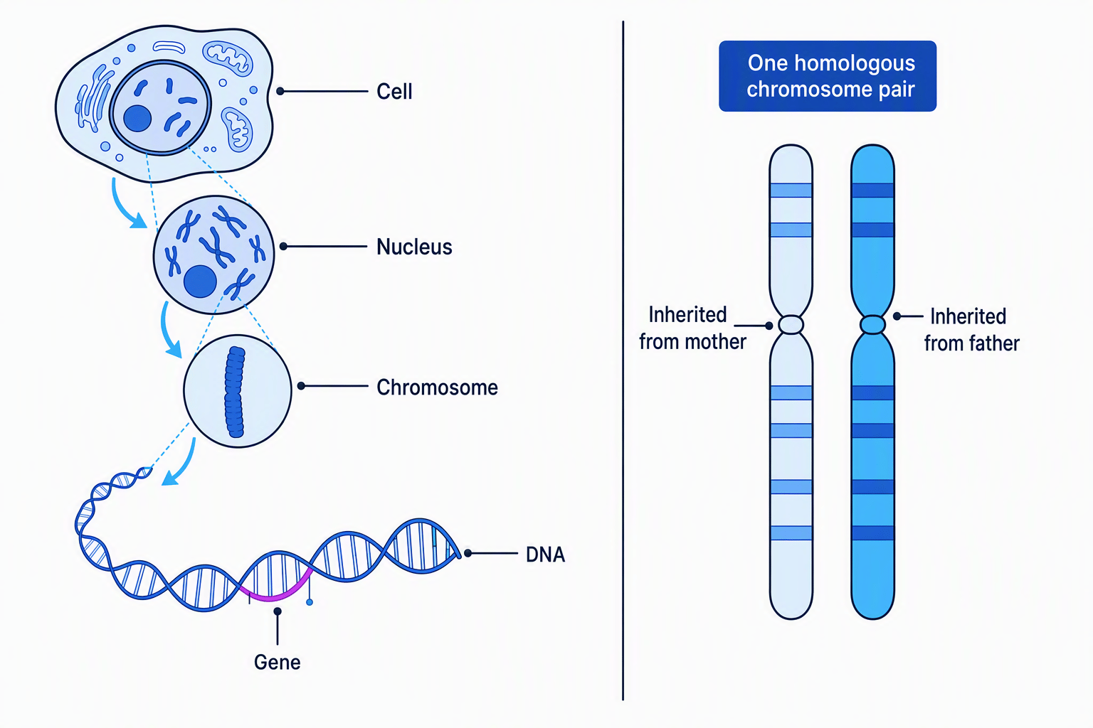 A eukaryotic cell containing a nucleus, with a chromosome magnified into DNA and a gene, alongside a chromosome pair inherited from the mother and father