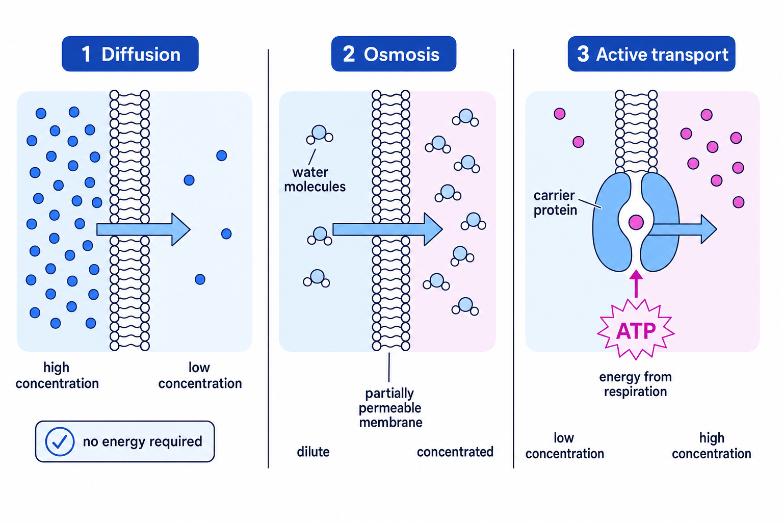 Three-panel comparison of diffusion, osmosis and active transport across a membrane