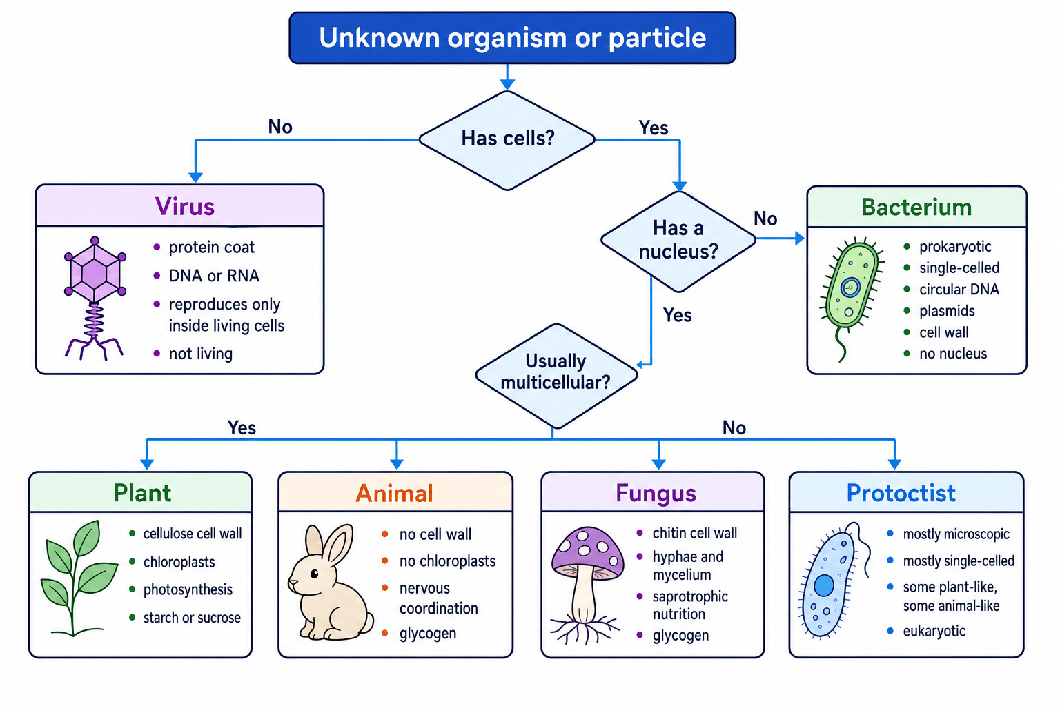 Flowchart showing how to classify an unknown organism or particle into virus, bacterium, plant, animal, fungus or protoctist using cells, nucleus and key features