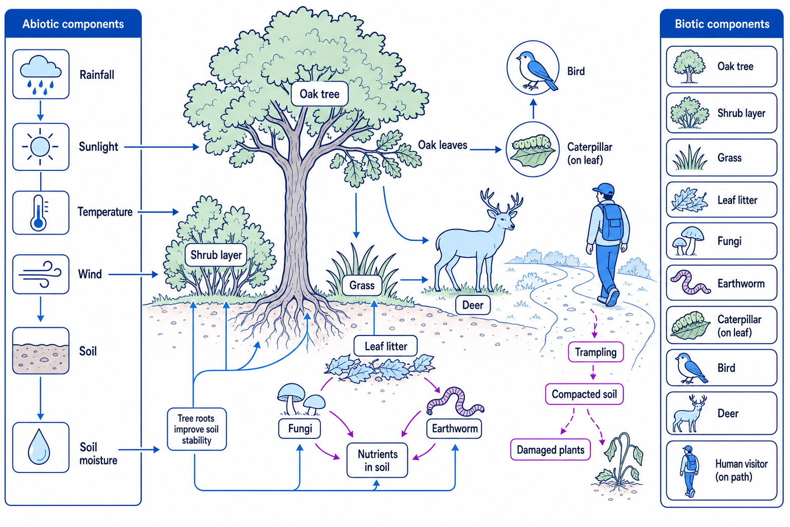 Labelled woodland ecosystem showing abiotic factors such as rainfall, sunlight, temperature, wind, soil and soil moisture linked to biotic components including oak tree, grasses, fungi, earthworm, caterpillar, bird, deer and a human visitor