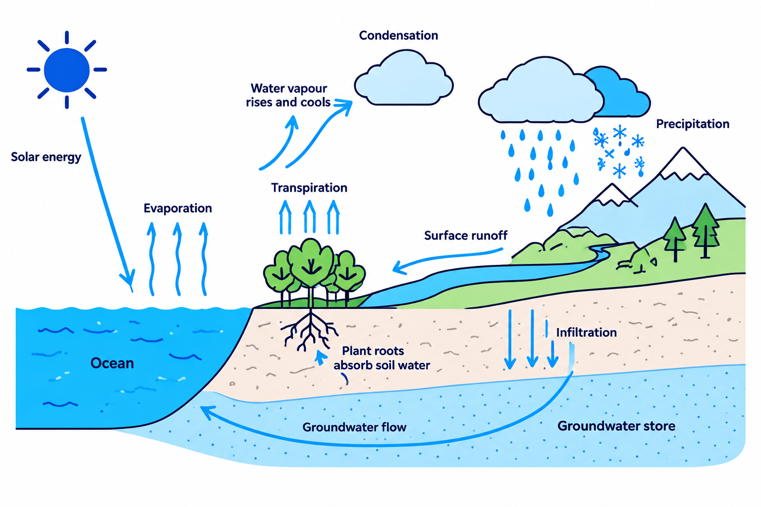 Water cycle showing solar energy, evaporation, transpiration, condensation, precipitation, runoff, infiltration, groundwater flow and root uptake