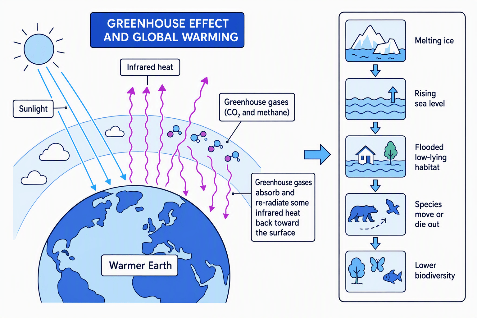 Diagram showing sunlight entering the atmosphere, greenhouse gases trapping infrared heat, and consequences for habitats and biodiversity