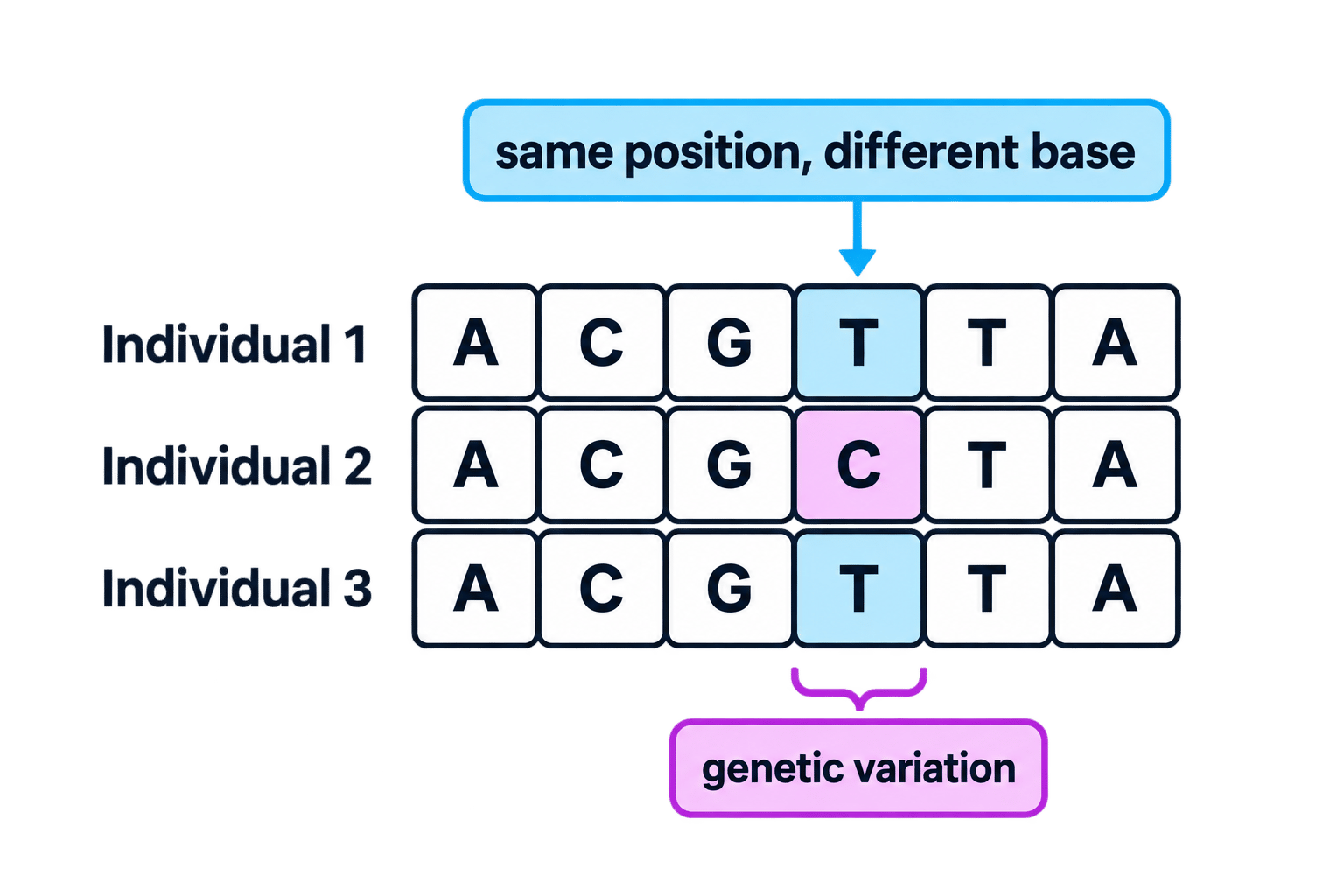 Three aligned DNA fragments showing a different base at the same position