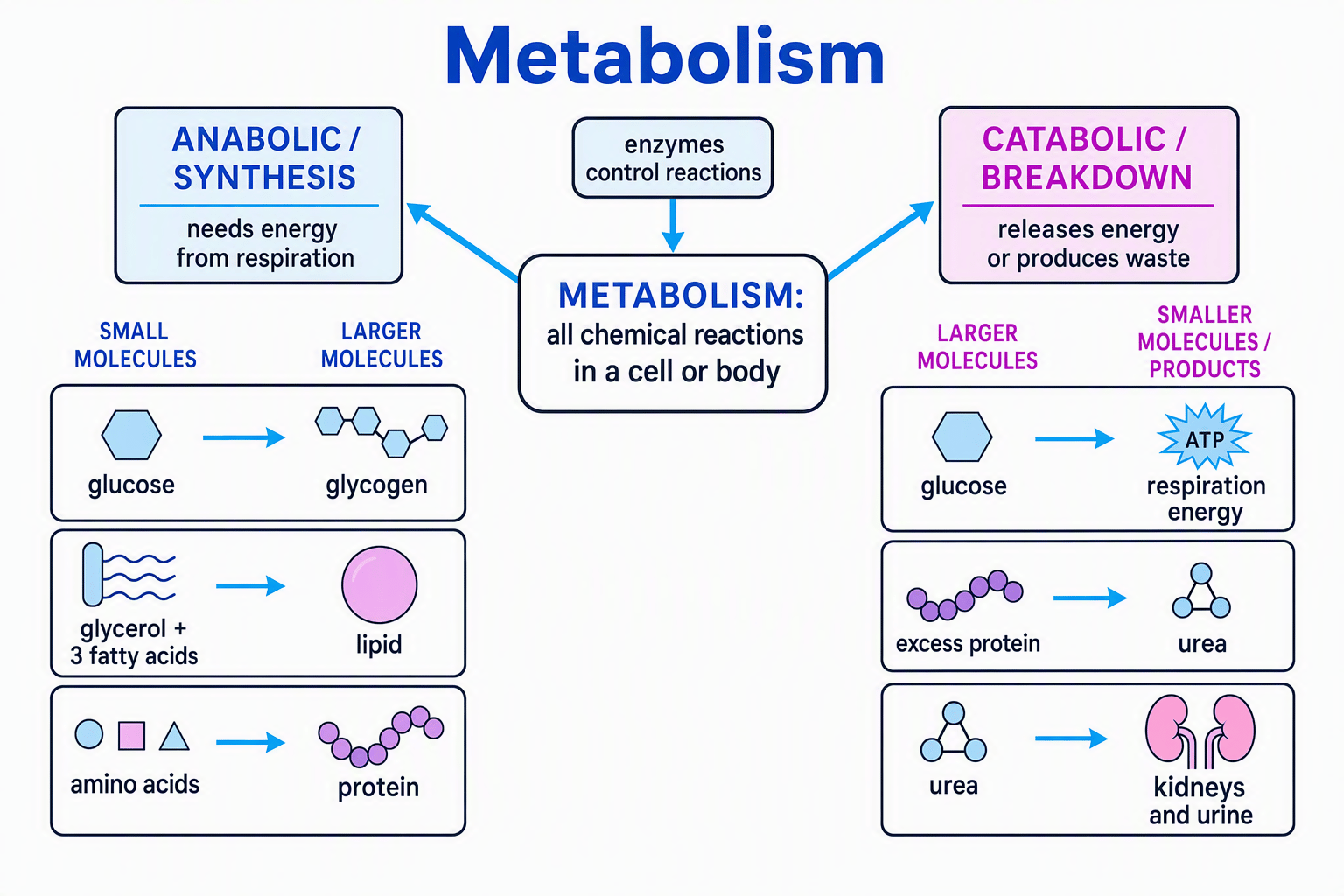 Diagram showing metabolism branching into anabolic synthesis and catabolic breakdown, including glycogen, lipids, proteins, respiration energy, urea, kidneys and urine