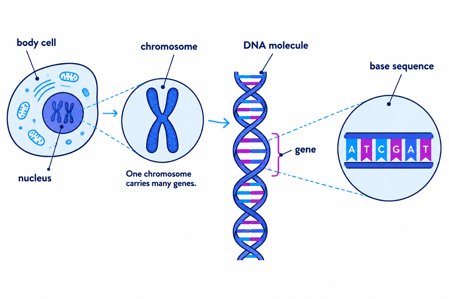 Labelled hierarchy from body cell and nucleus to chromosome, DNA molecule, gene and base sequence