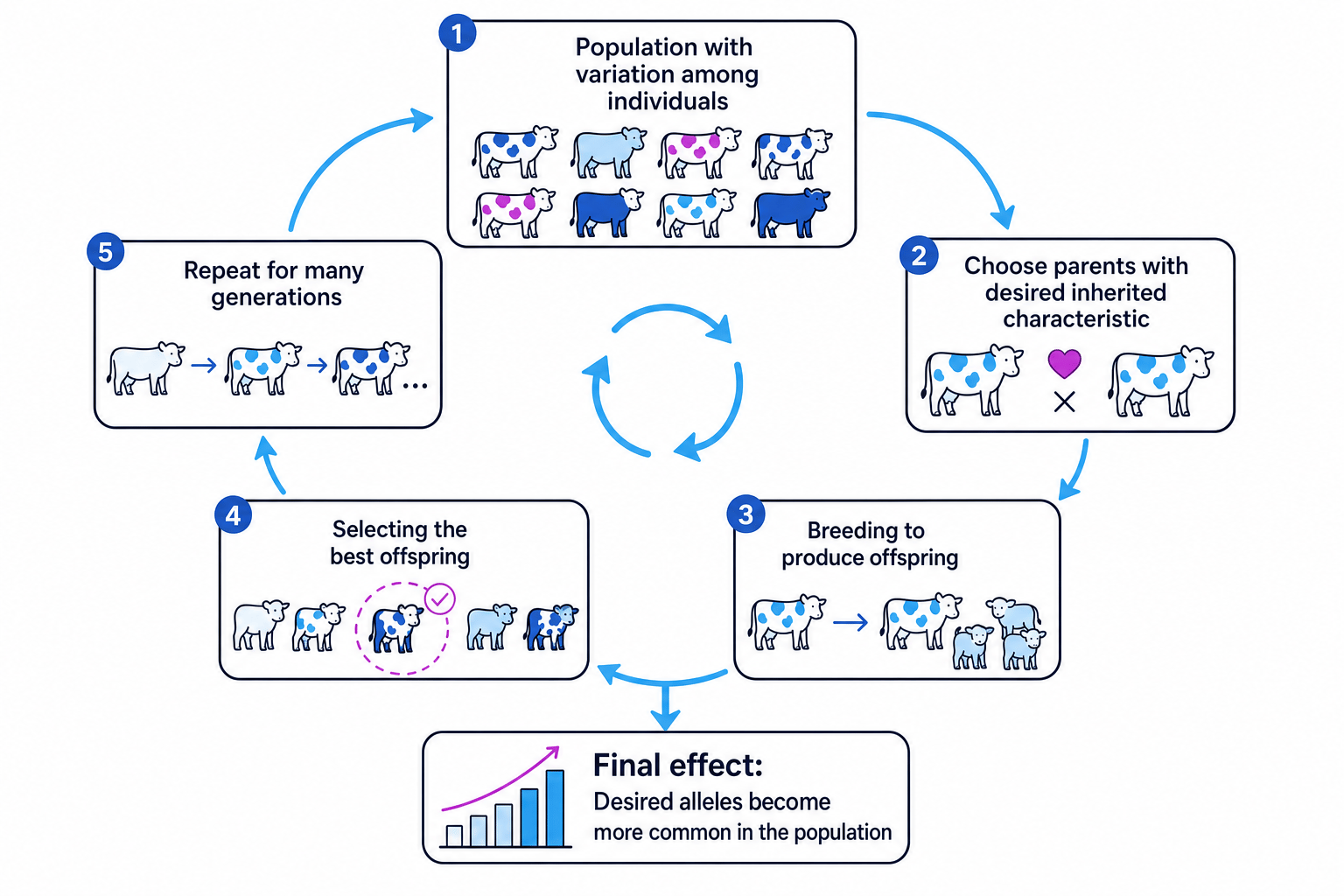 Flow chart of selective breeding showing variation in a population, choosing parents with desired inherited characteristics, breeding them, selecting the best offspring, and repeating over generations