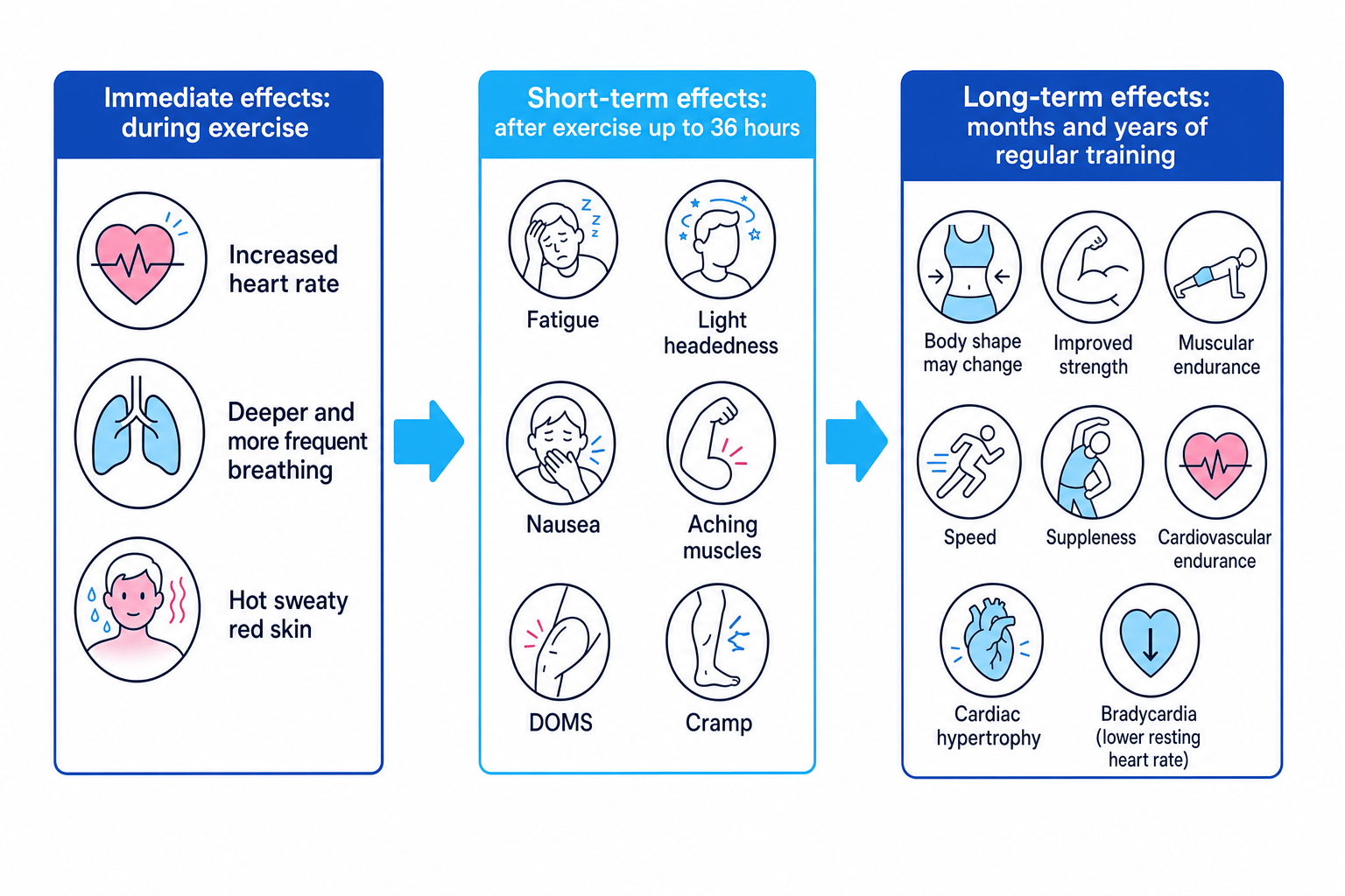 Timeline showing immediate effects during exercise, short-term effects up to 36 hours after exercise, and long-term effects after months and years of regular training