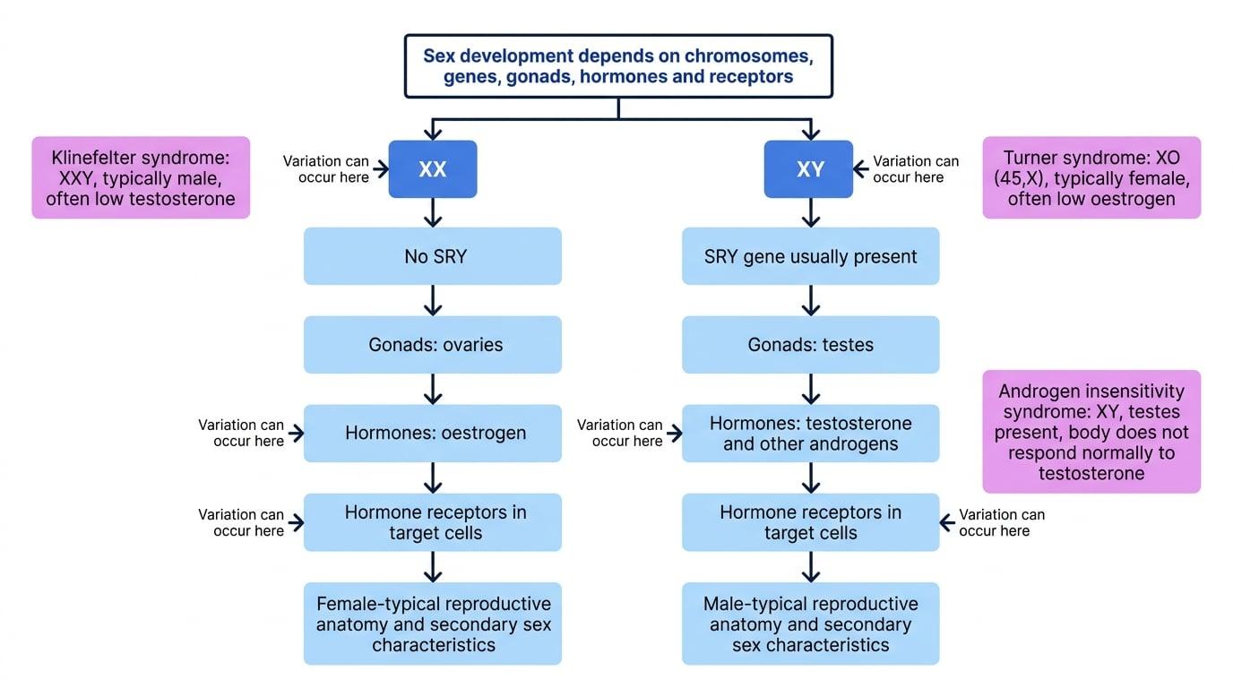 Flowchart showing XX and XY pathways from chromosomes to genes, gonads, hormones, receptors and sex characteristics, with side notes for androgen insensitivity syndrome, Klinefelter syndrome and Turner syndrome