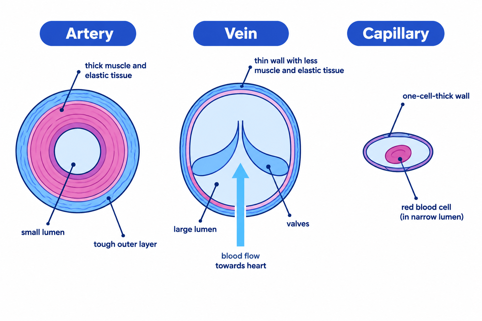 Cross-sections comparing an artery with a thick muscular and elastic wall and small lumen, a vein with a thinner wall, large lumen and valves, and a one-cell-thick capillary containing a red blood cell