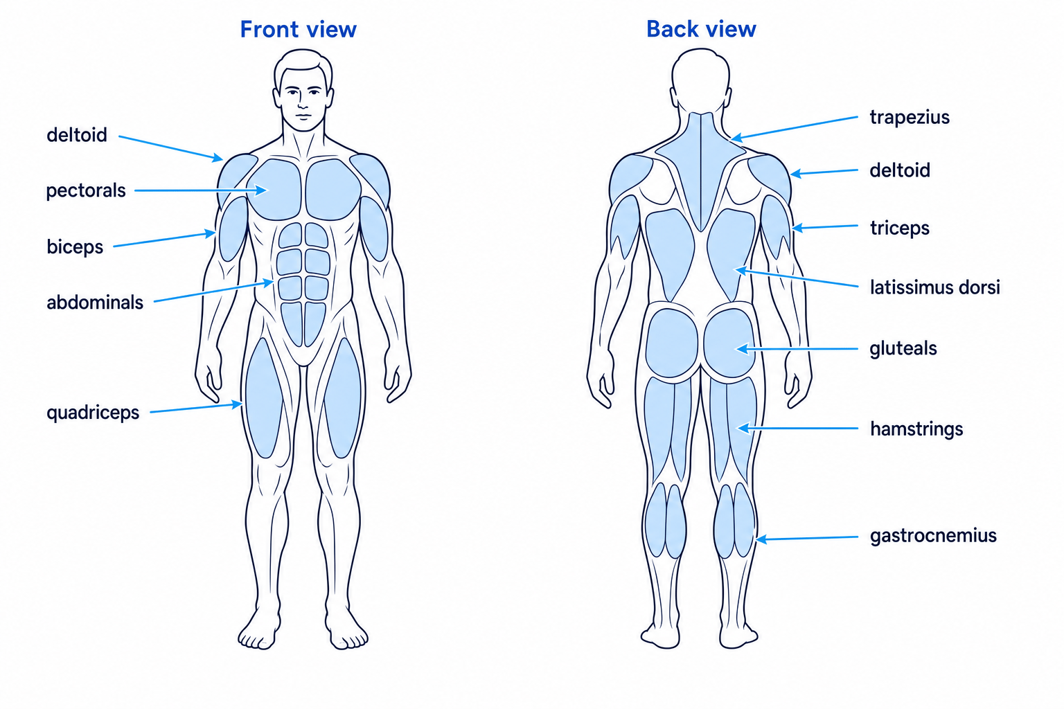 Front and back body diagram showing major GCSE PE muscle groups labelled in their correct locations
