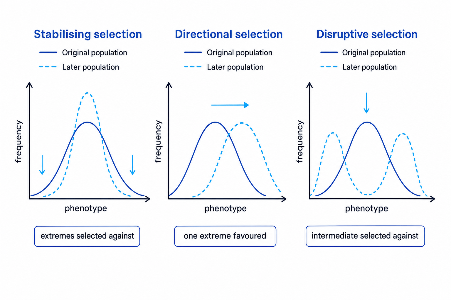 Graphs comparing stabilising, directional and disruptive selection