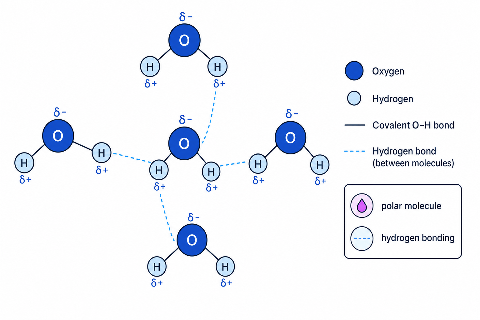 Labelled diagram of polar water molecules forming hydrogen bonds