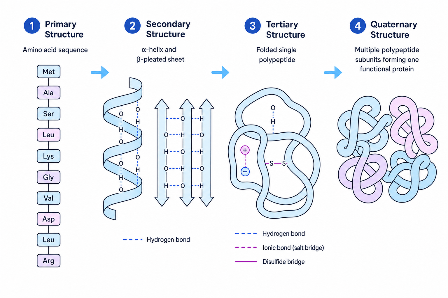 Four levels of protein structure: primary sequence, secondary alpha helix and beta sheet, tertiary folded polypeptide, and quaternary multi-subunit protein