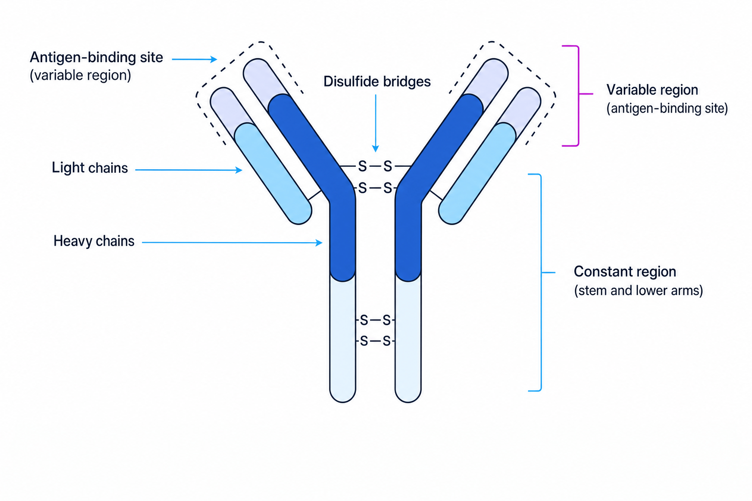 Antibody structure