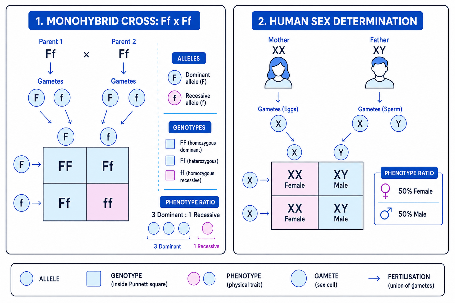 Monohybrid Punnett square and human sex determination