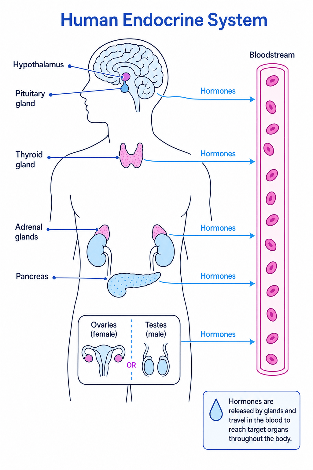 Labelled schematic of the human endocrine system showing hypothalamus, pituitary gland, thyroid gland, adrenal glands, pancreas, ovaries or testes, and hormones entering the bloodstream