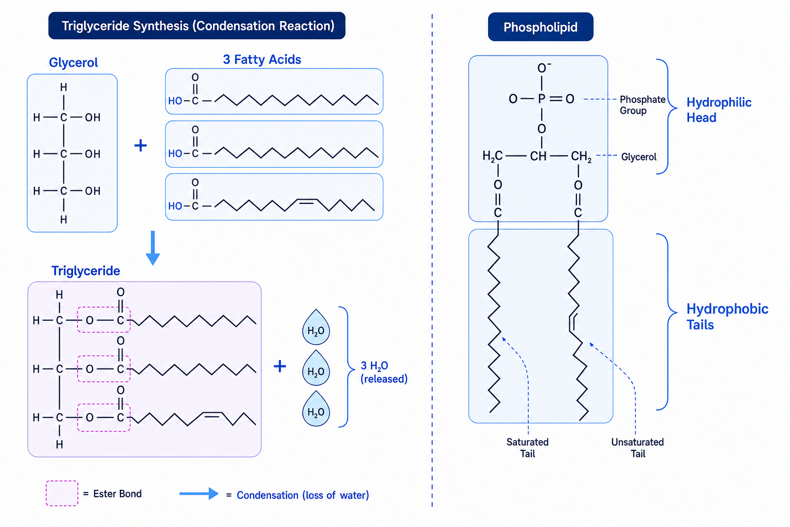 Triglyceride synthesis and Phospholipid structure