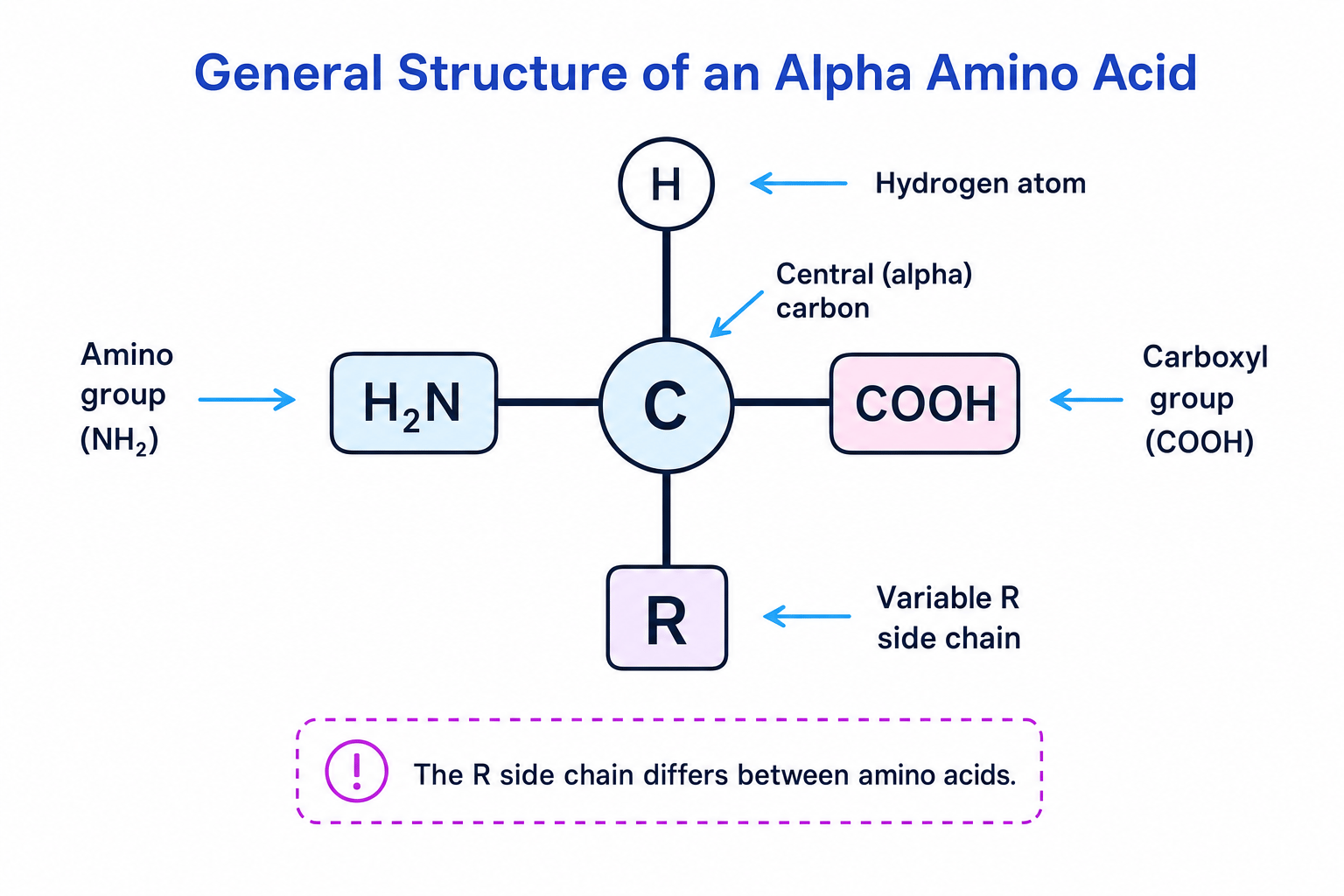 General structure of an amino acid showing the central carbon, NH2 group, COOH group, hydrogen and R side chain