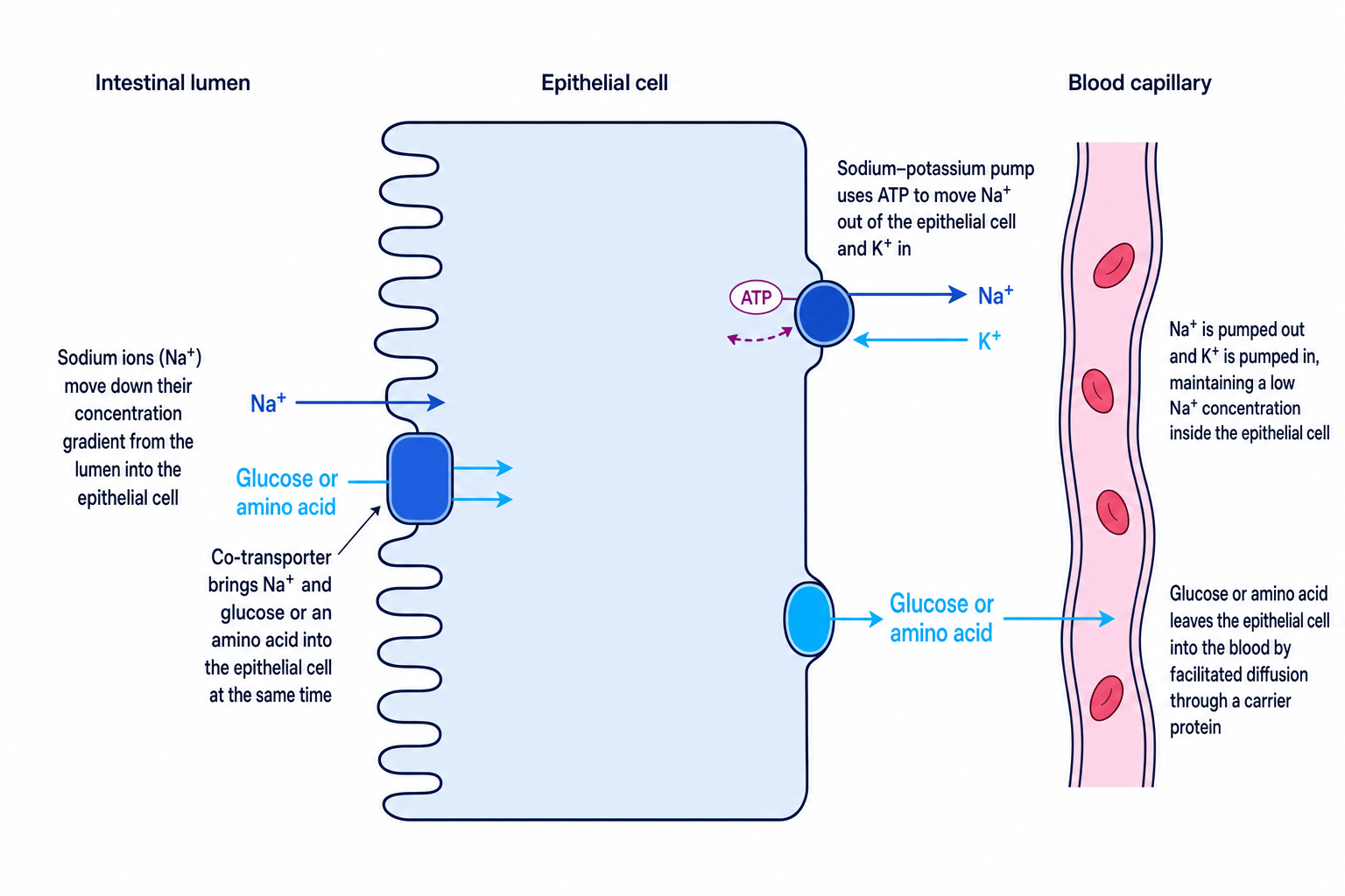 Sodium ion co-transport of glucose or amino acids across an ileum epithelial cell into the blood