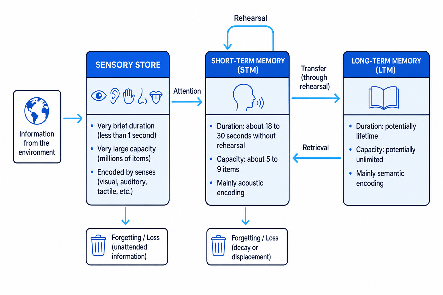 Multi-store Model of memory showing sensory store, short-term memory and long-term memory