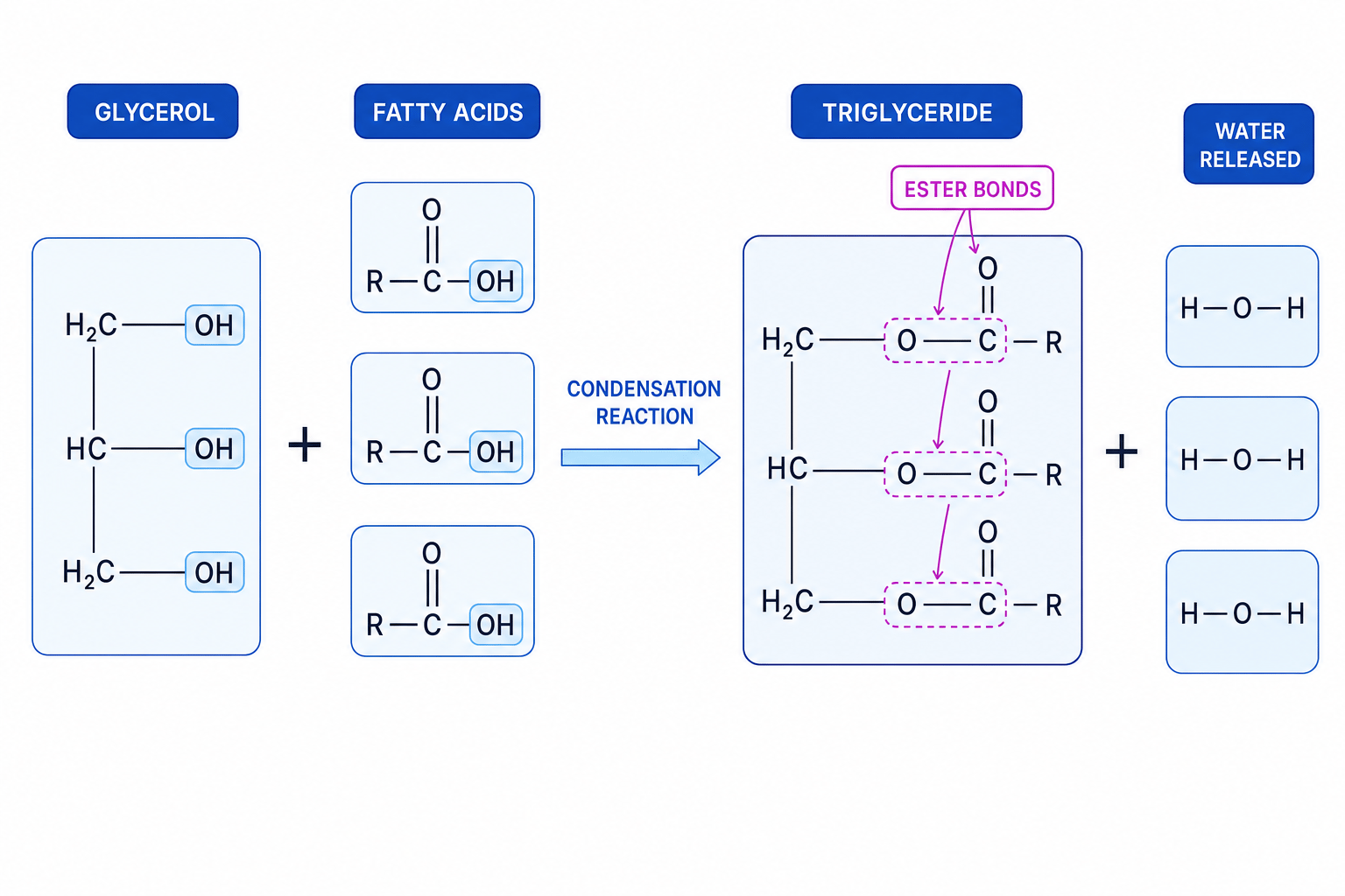 Diagram showing glycerol reacting with three fatty acids to form a triglyceride with three ester bonds and three water molecules released