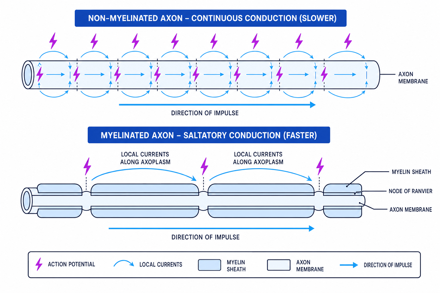 Comparison of continuous conduction and saltatory conduction