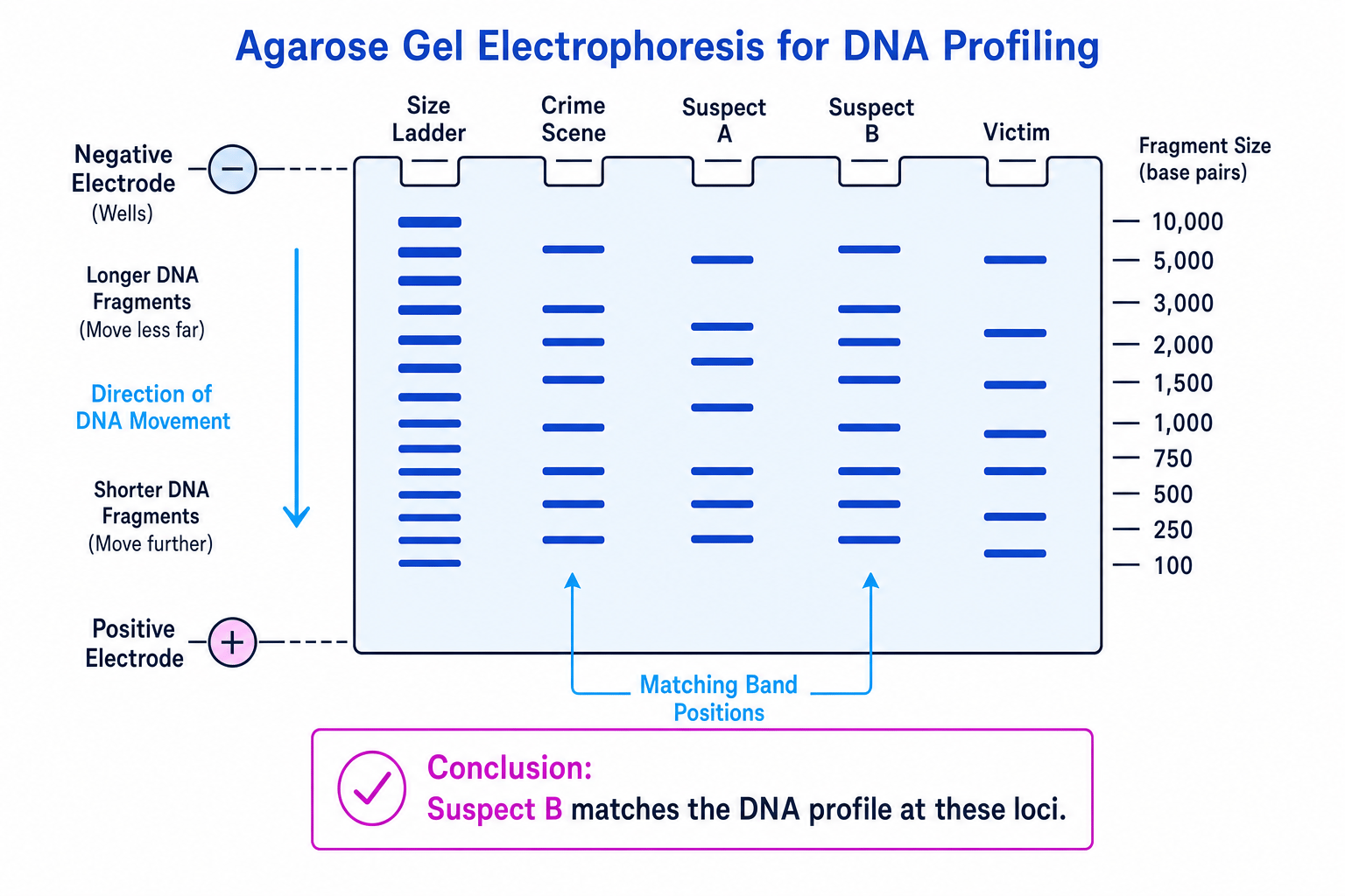 Agarose gel electrophoresis showing DNA fragments moving towards the positive electrode