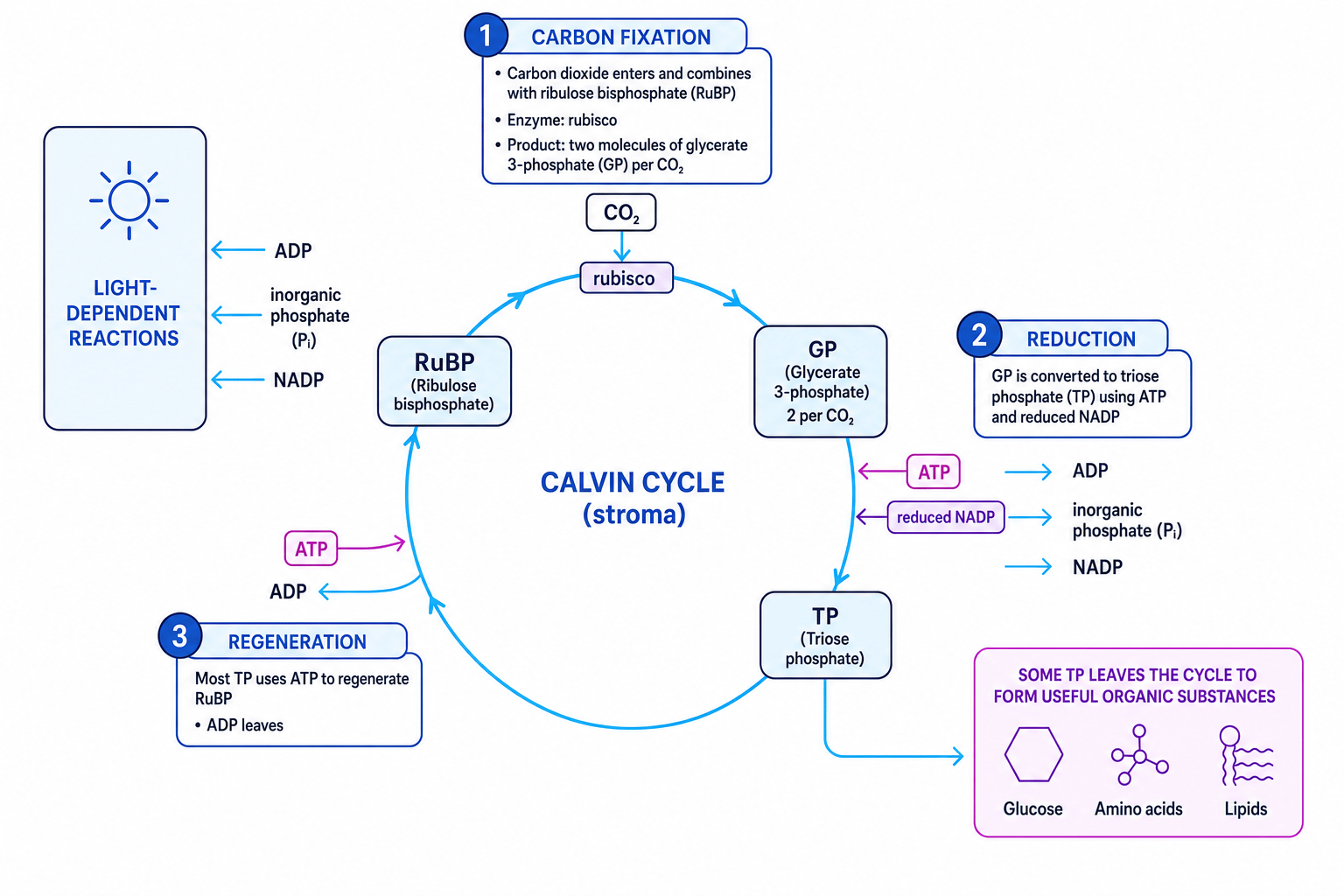Calvin cycle in the chloroplast stroma