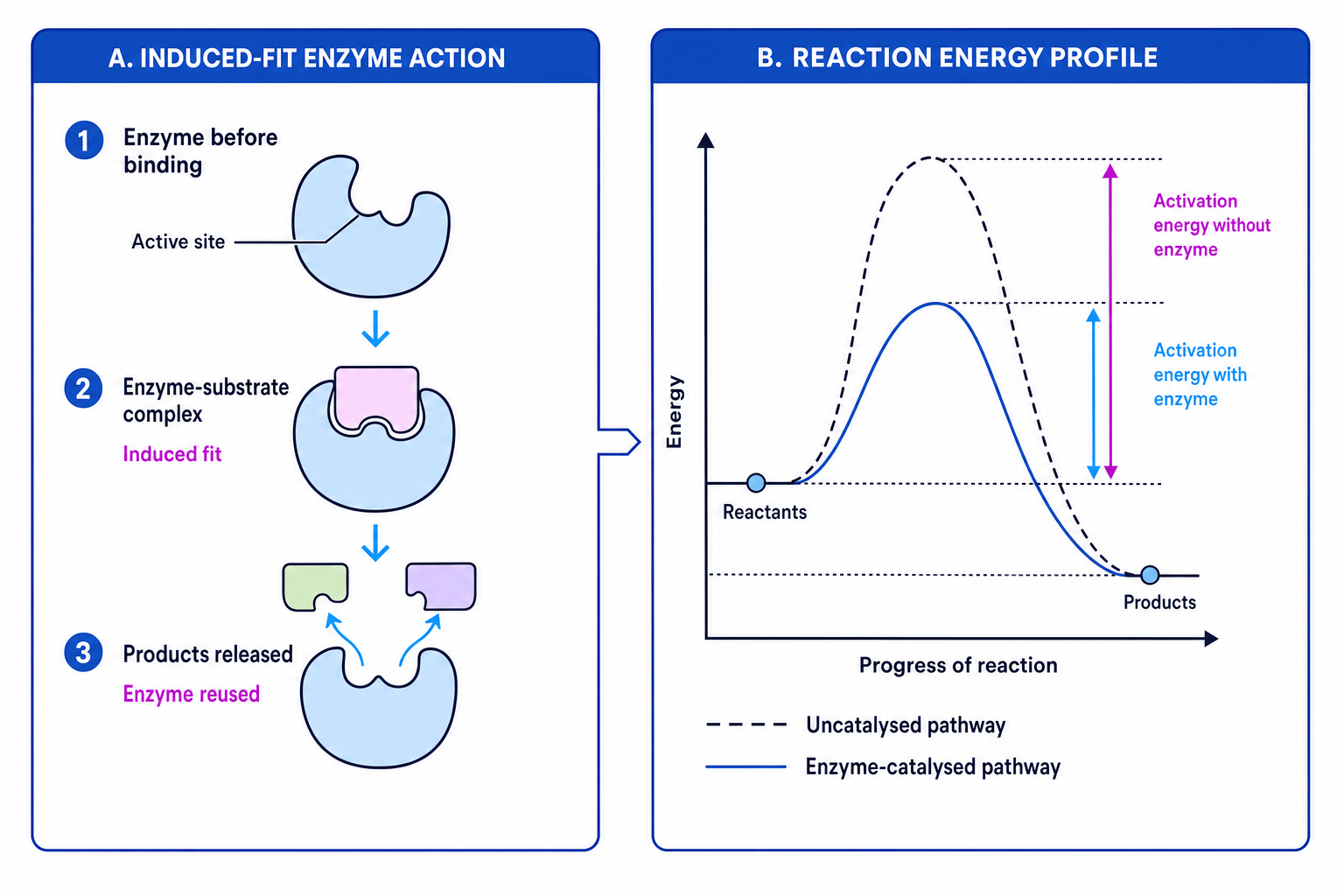 Induced-fit enzyme action and reaction energy profile showing lower activation energy with an enzyme