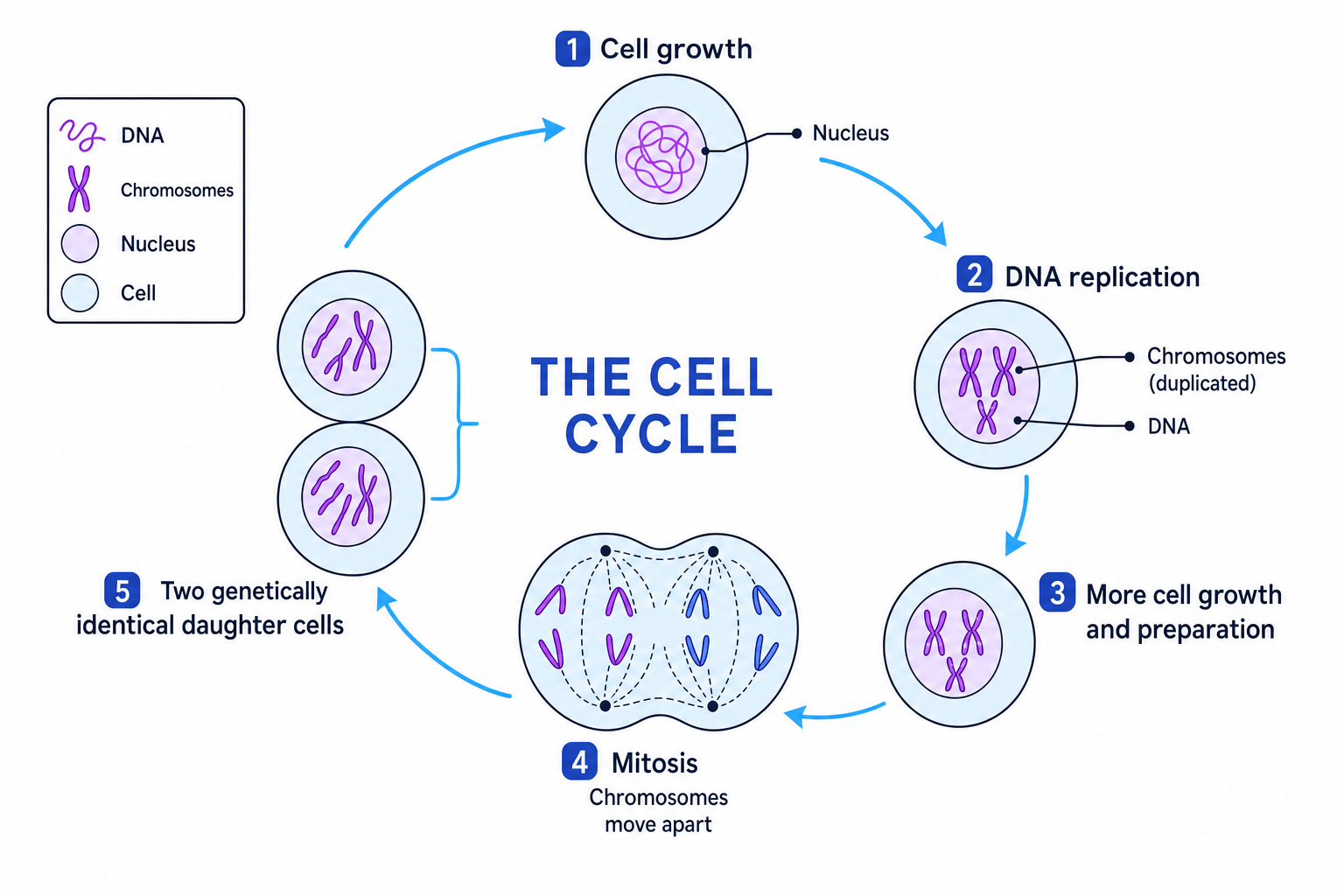 Diagram of the cell cycle showing growth, DNA replication, mitosis and two identical daughter cells