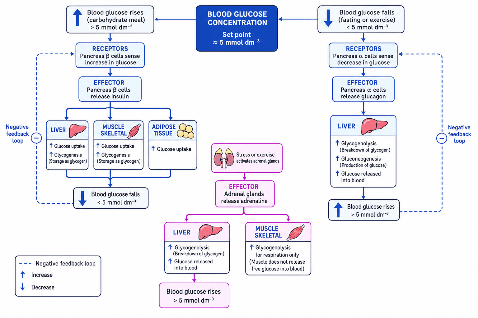Negative feedback control of blood glucose concentration