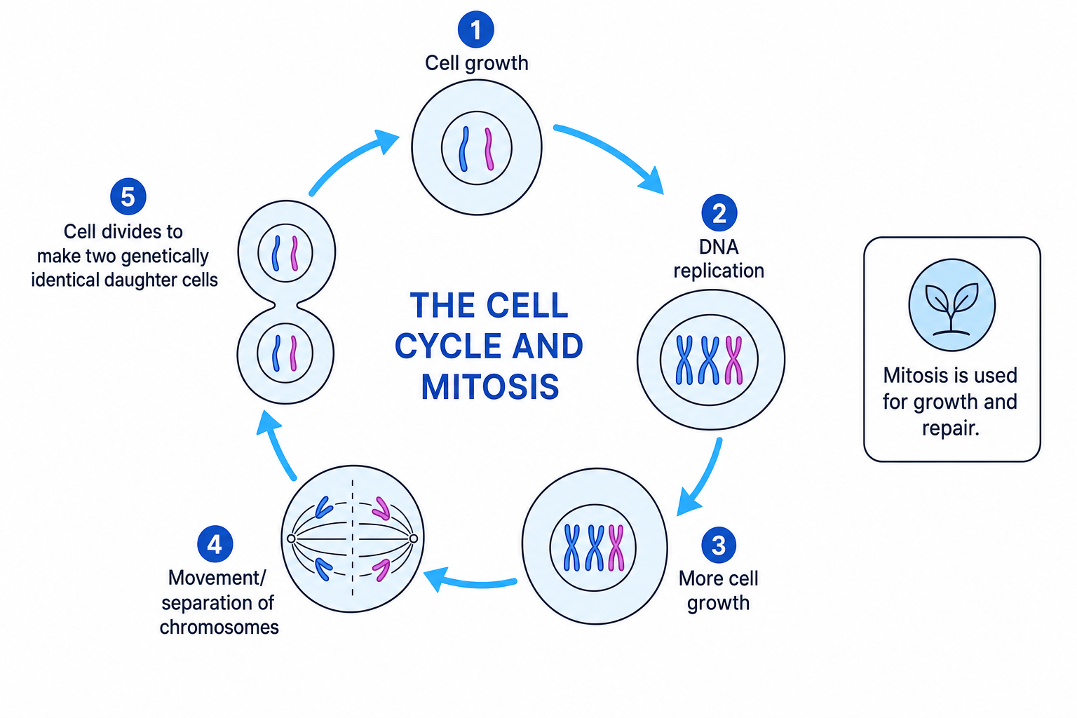 Flow diagram of the cell cycle and mitosis showing DNA replication and chromosome separation