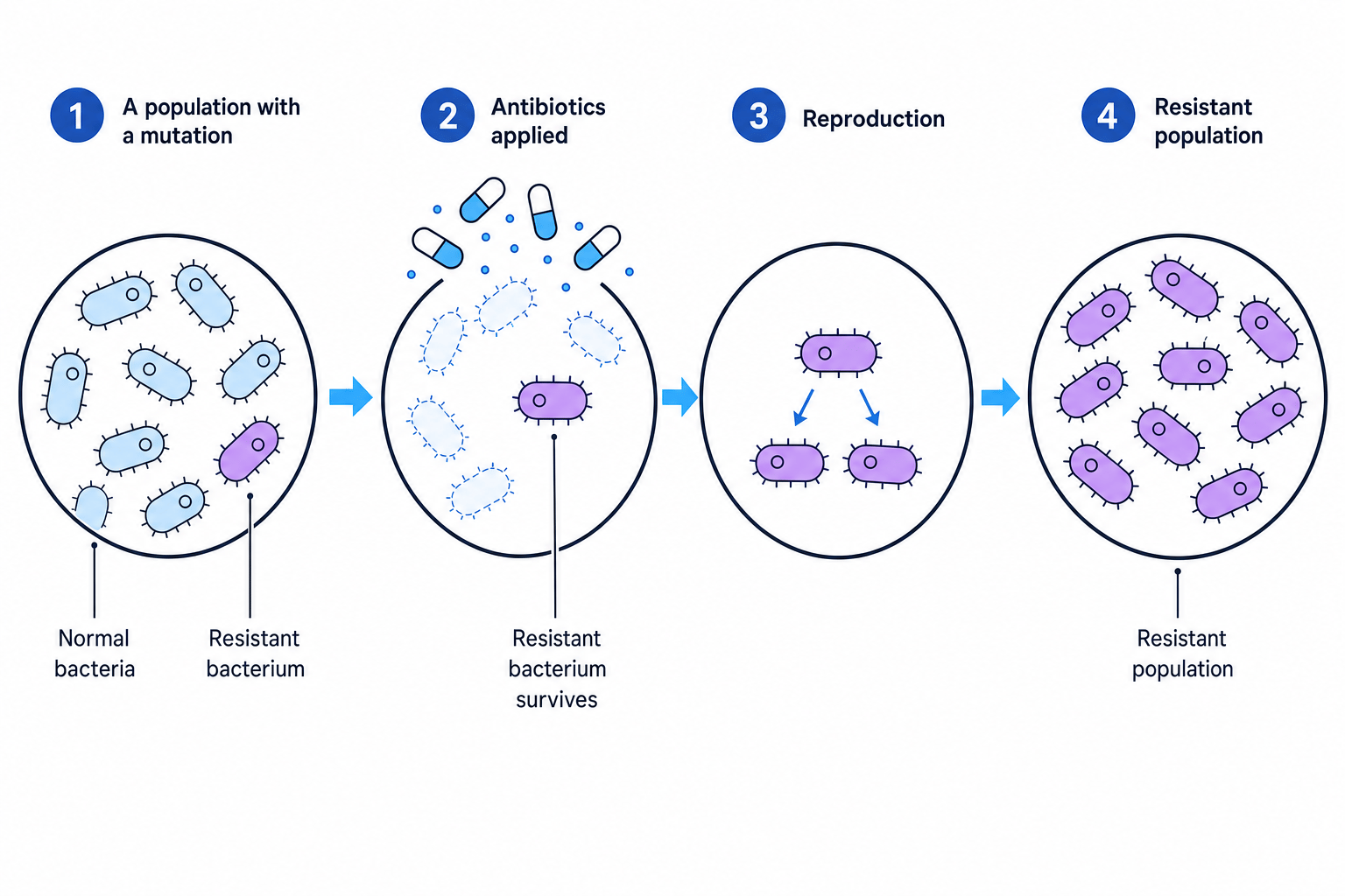 Evolution of antibiotic resistance in bacteria