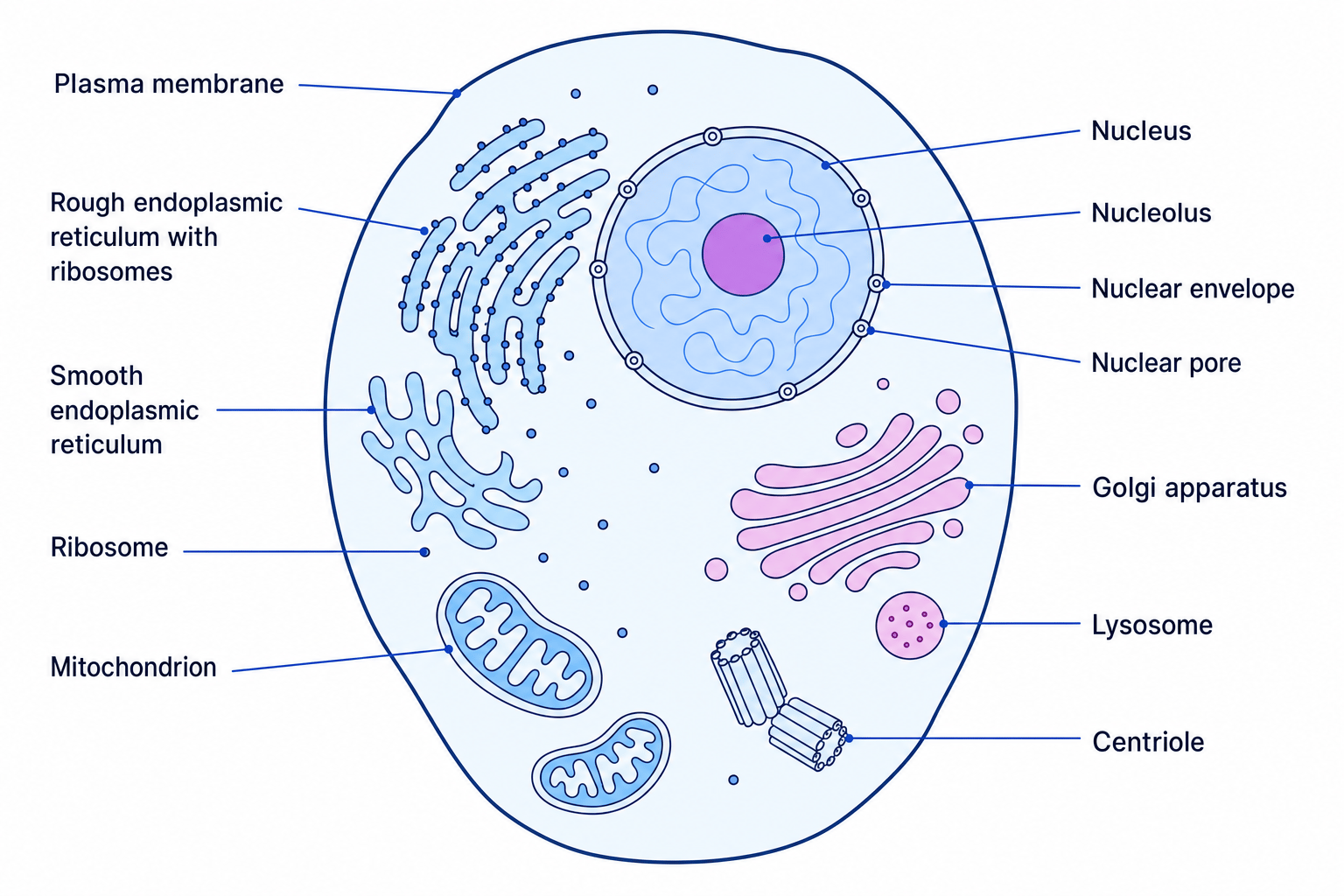 Ultrastructure of a Eukaryotic Animal Cell