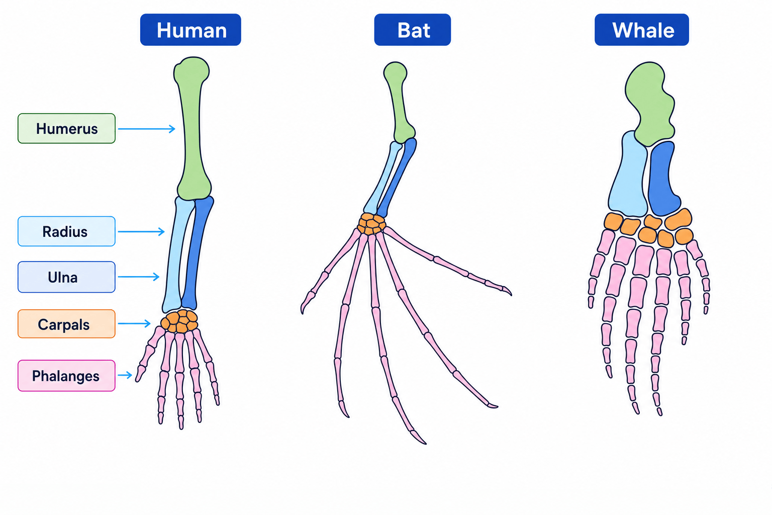 Homologous bone structures in a human, bat, and whale pentadactyl limb