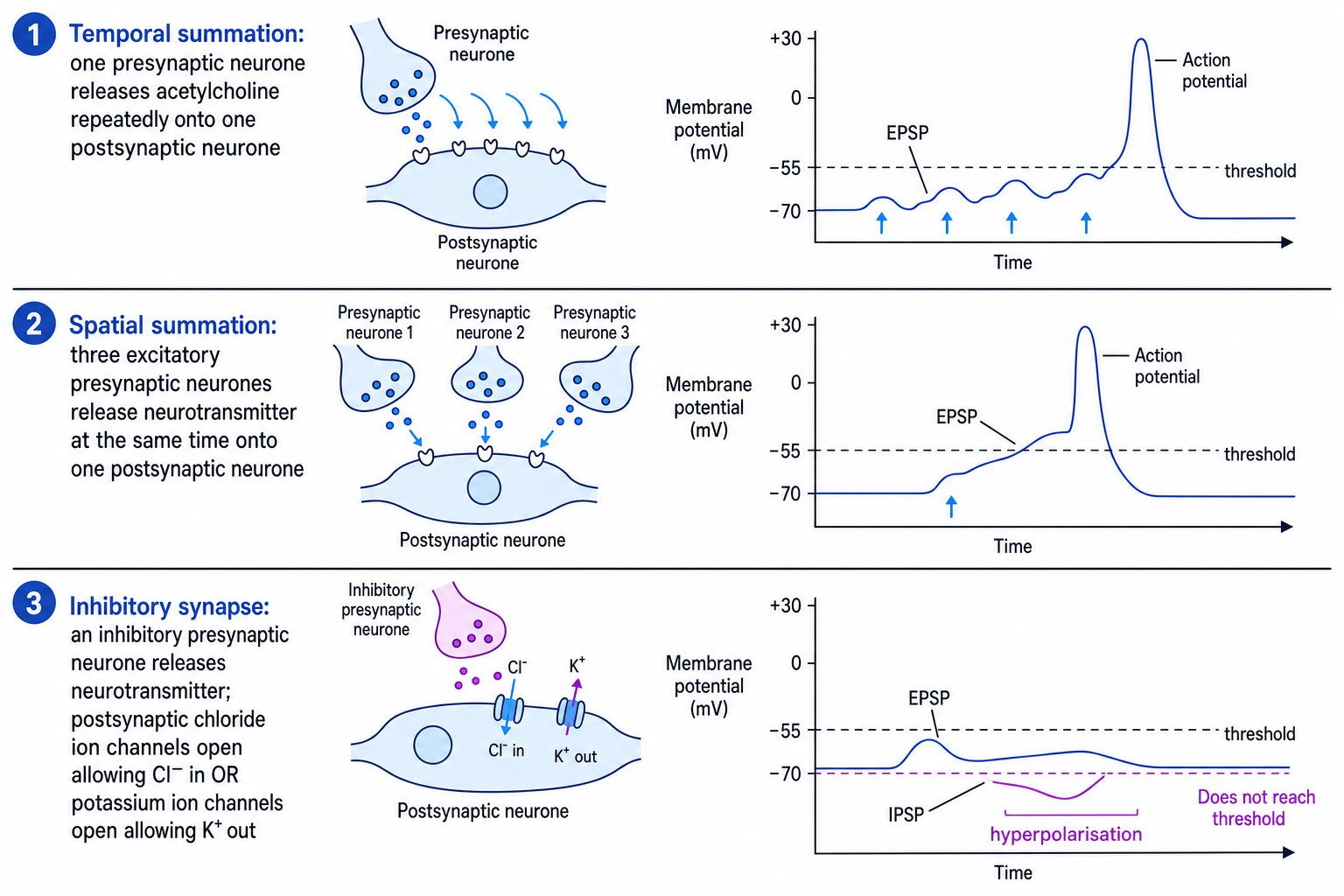 Temporal summation, spatial summation and inhibitory synapse action with EPSP, IPSP and threshold graphs