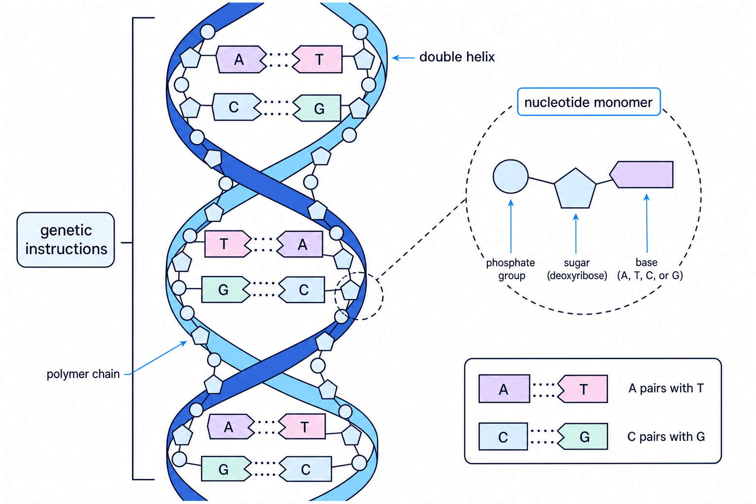 Labelled DNA double helix showing two polymer chains, nucleotide monomers and base pairing